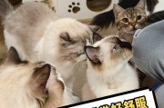 鞋套一般什么店有卖的-北京有哪些值得一去的猫咖？