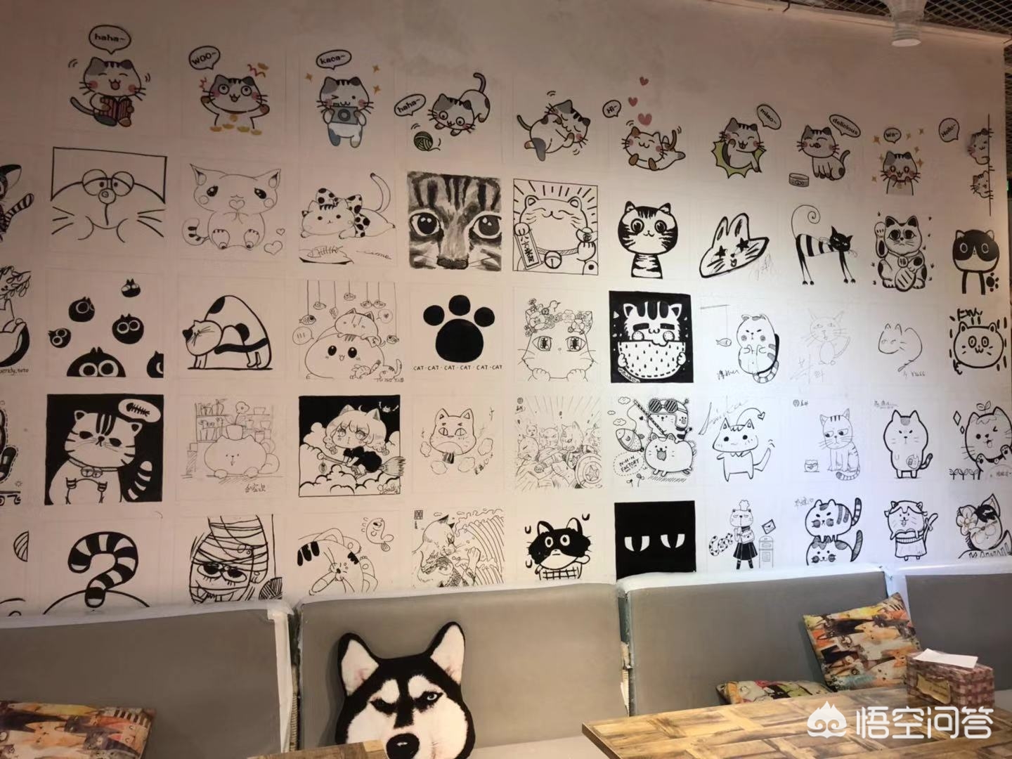 鞋套一般什么店有卖的-北京有哪些值得一去的猫咖？