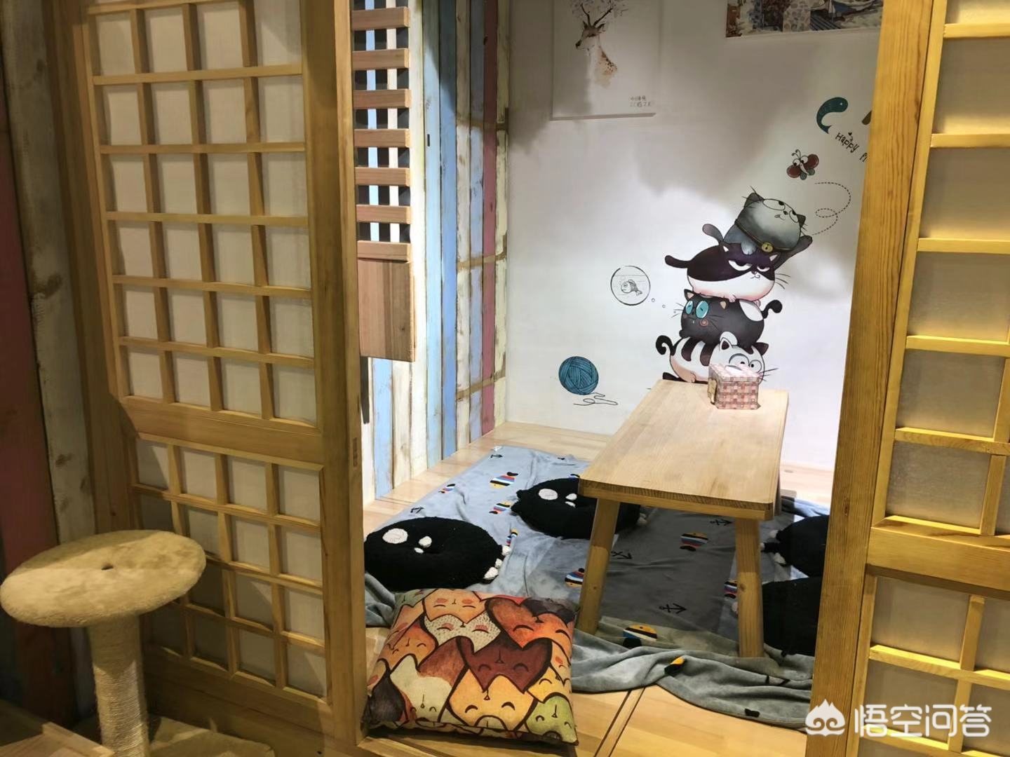 鞋套一般什么店有卖的-北京有哪些值得一去的猫咖？