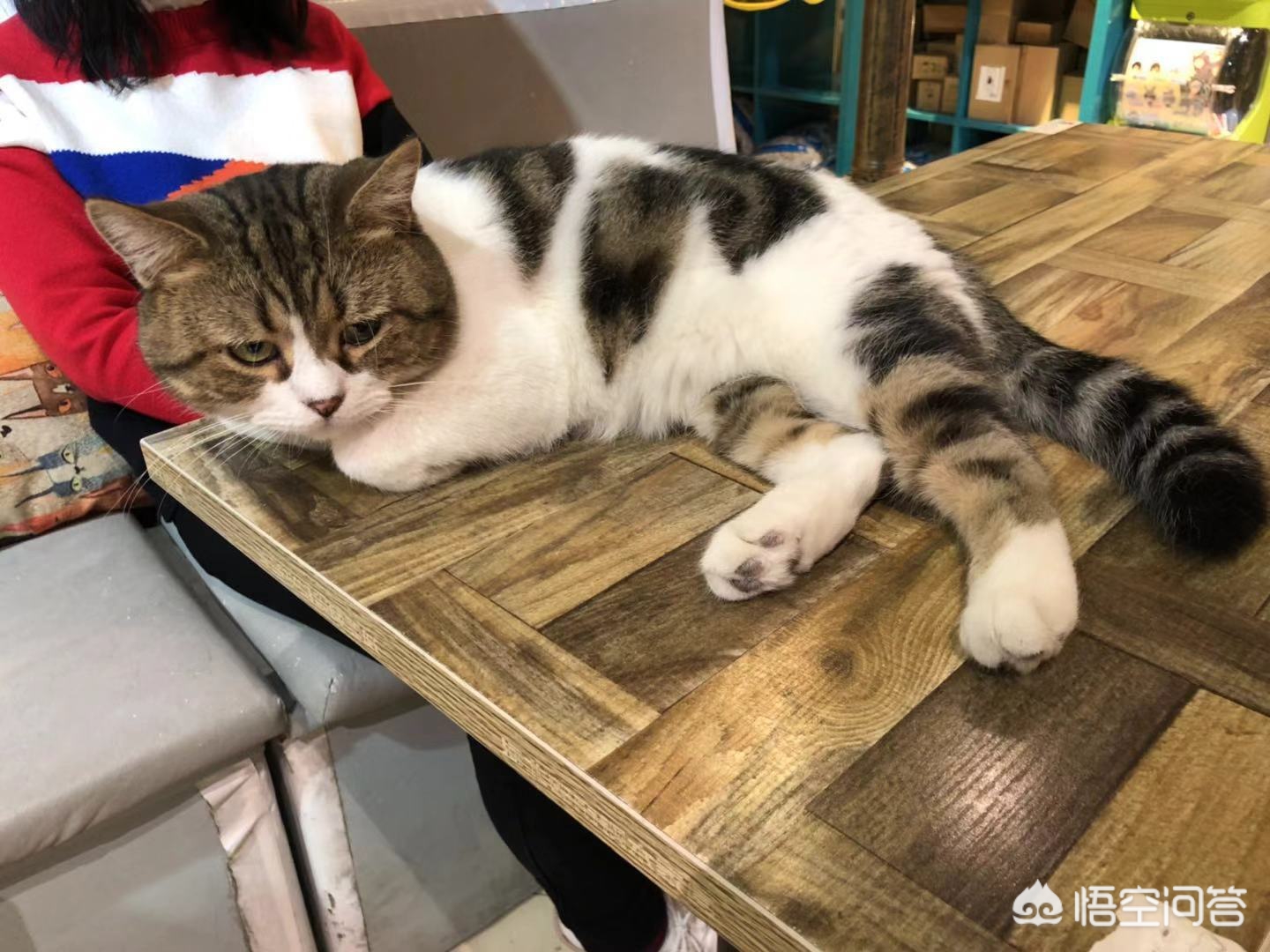 鞋套一般什么店有卖的-北京有哪些值得一去的猫咖？