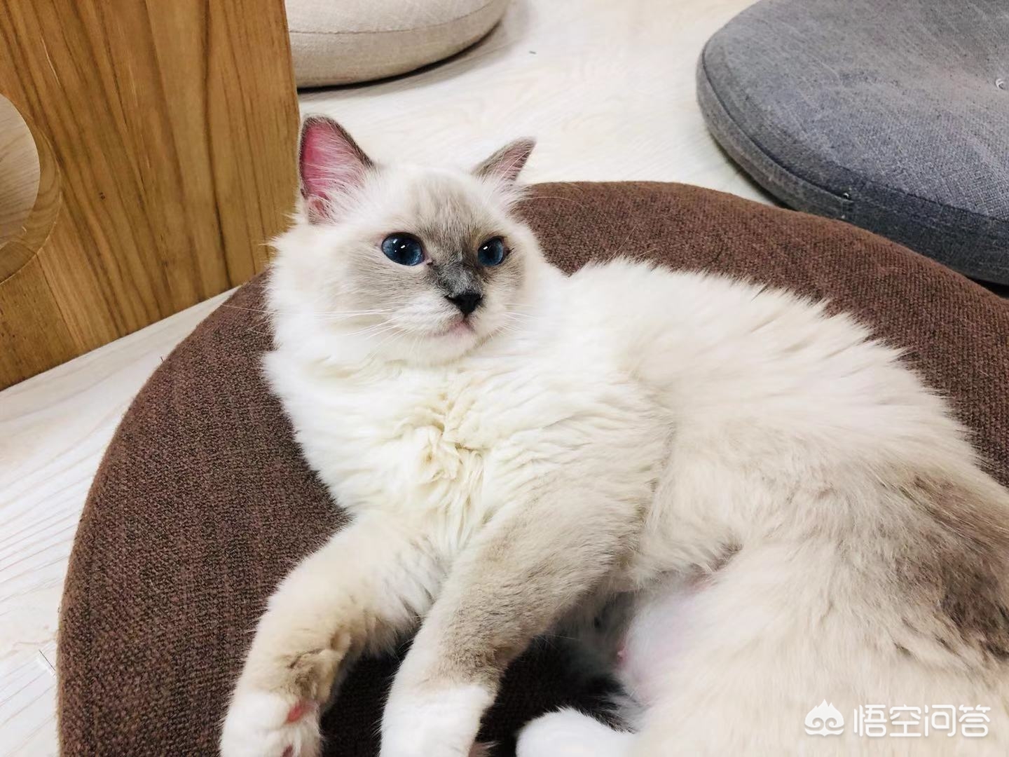 鞋套一般什么店有卖的-北京有哪些值得一去的猫咖？