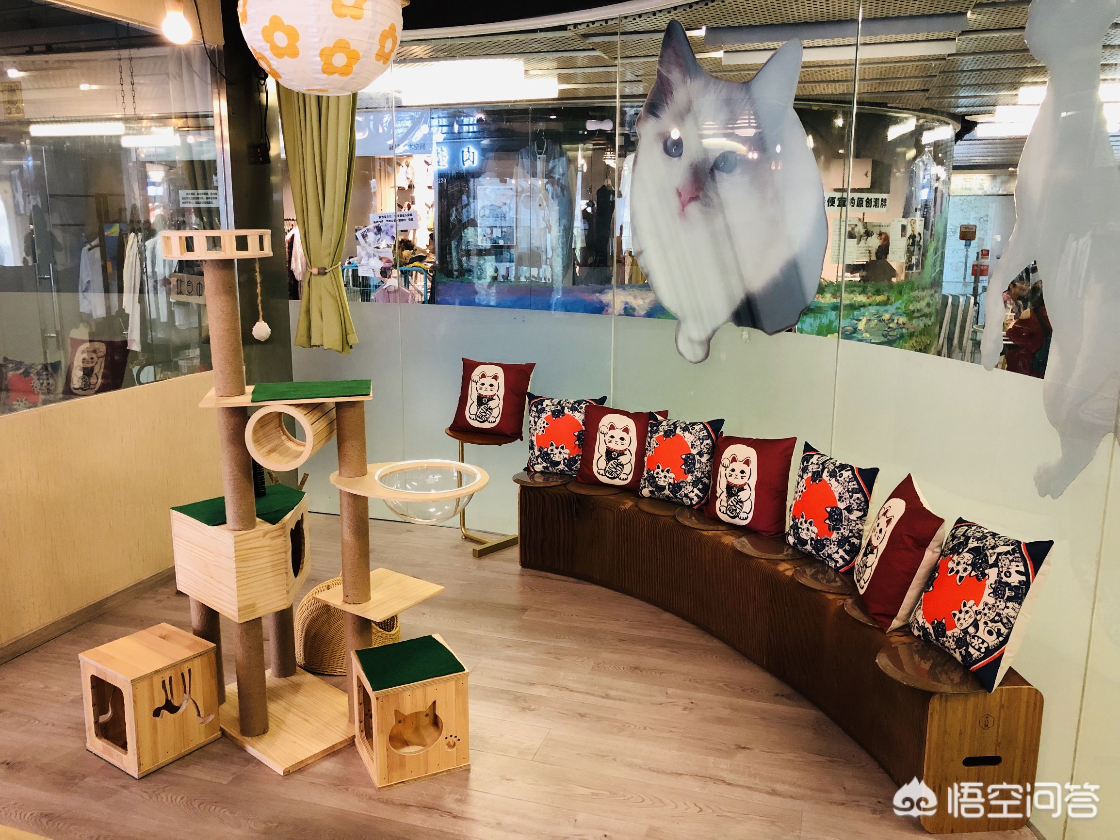 鞋套一般什么店有卖的-北京有哪些值得一去的猫咖？