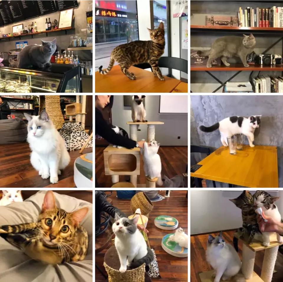 鞋套一般什么店有卖的-北京有哪些值得一去的猫咖？