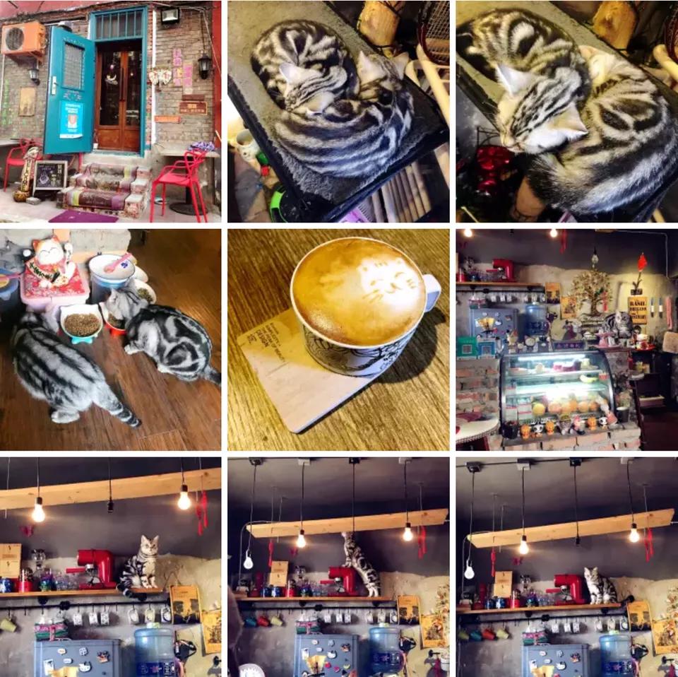鞋套一般什么店有卖的-北京有哪些值得一去的猫咖？