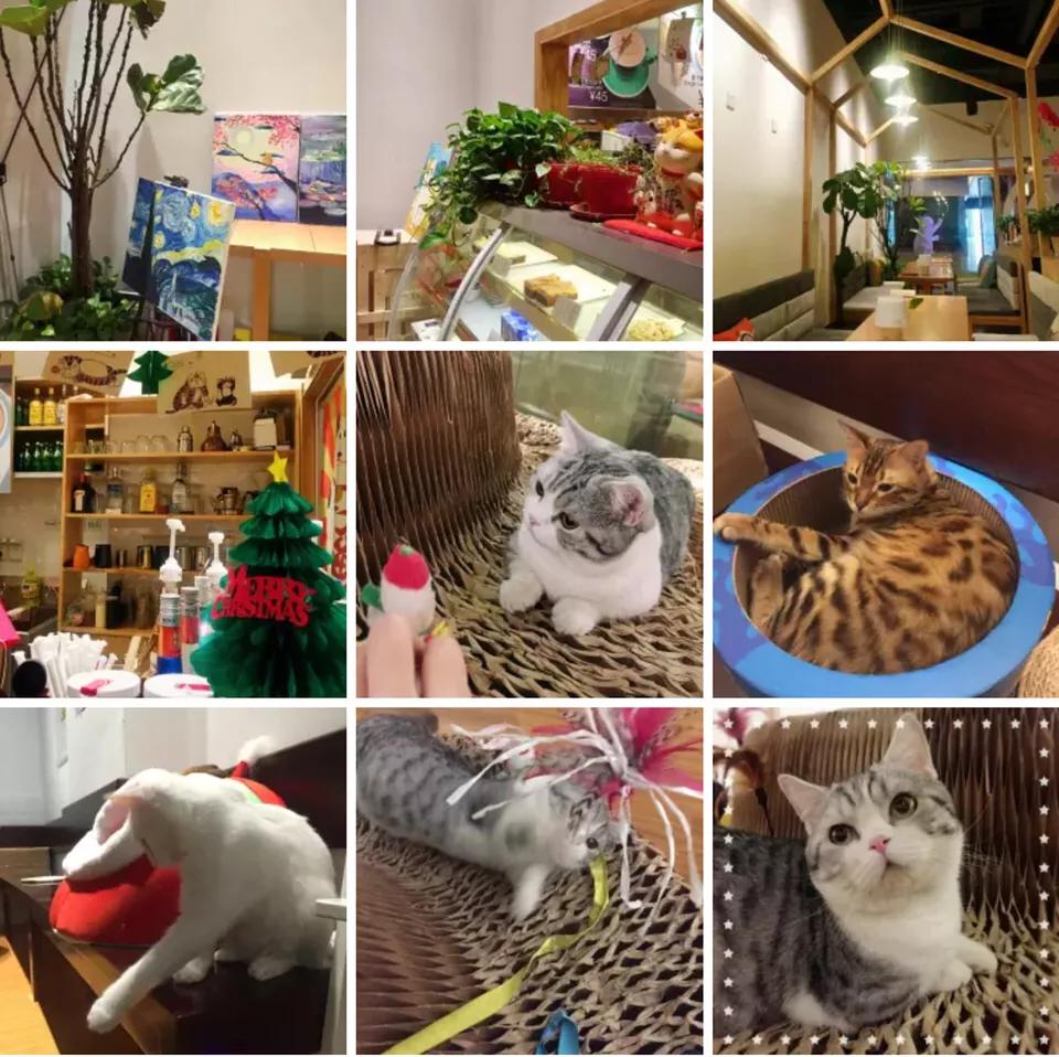 鞋套一般什么店有卖的-北京有哪些值得一去的猫咖？