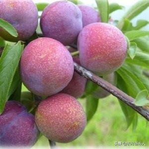 鞋厂刷胶刷子敲开教程视频-吴桂春求学的故事？