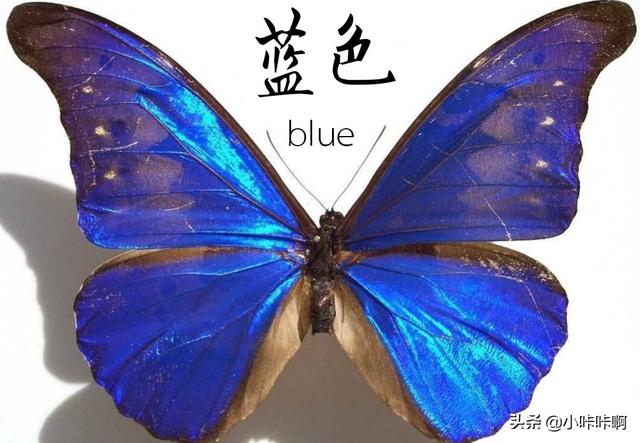 戴眼镜穿蓝色鞋子英语怎么读-蓝色怎么读英语？